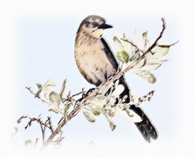 Isabels Pastel Sketch.jpg