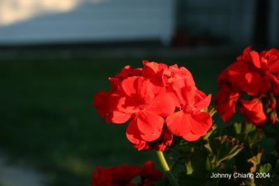 Red Flower