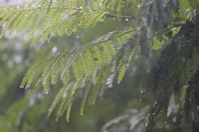November 1 - rainy day