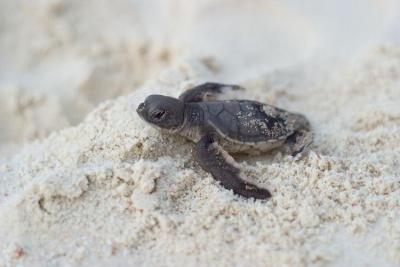 November 17 - baby turtle