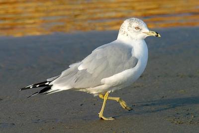 Ring-billed Gull, basic adult