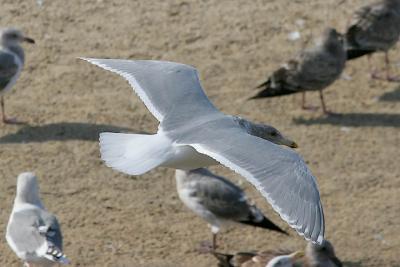 Glaucous-winged Gull, 4th cycle