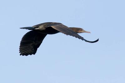 Loons, Grebes & Cormorants