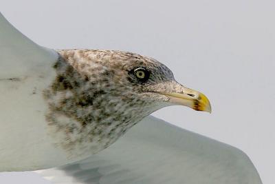 Herring Gull, possible 4th cycle (#2 of 3)