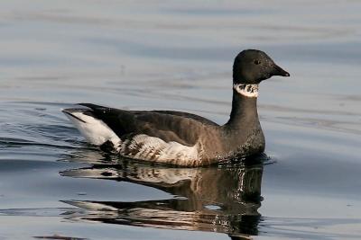 Brant