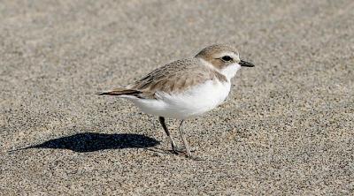 Snowy Plover, basic