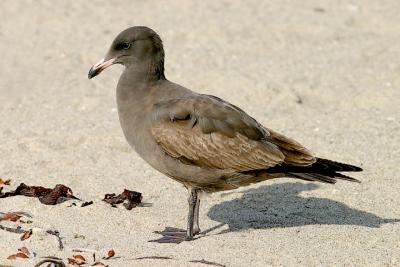 Heermann's Gull, 1st cycle