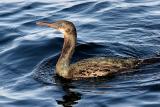Brandt's Cormorant