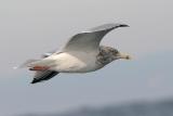 Herring Gull, possible 4th cycle (#3 of 3)