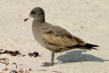 Heermanns Gull, 1st cycle