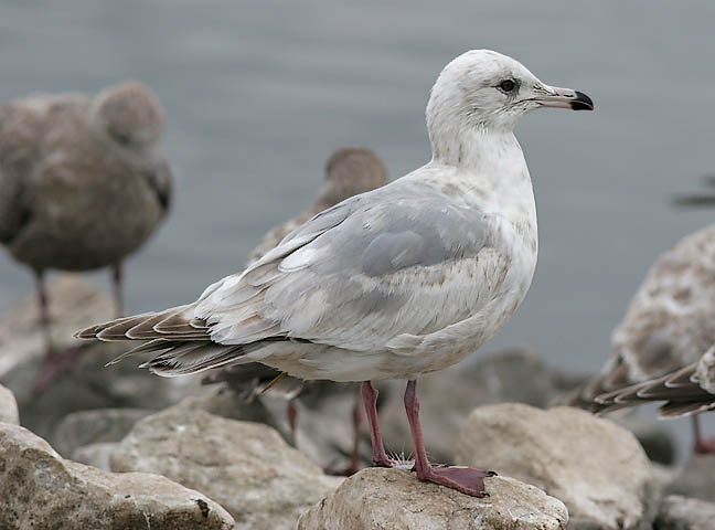 Thayers Iceland Gull, 2nd cycle