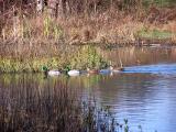 Mallard Ducks