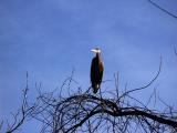 Heron on perch