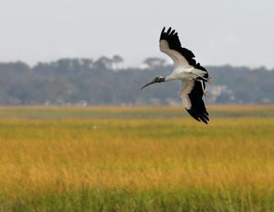 Woodstork