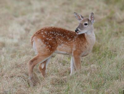 Fading-Fawn