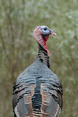 Turkey-Neck-Twist