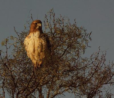 Red-Tail-Hawk-Sunrise