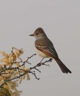 Fly-Catcher