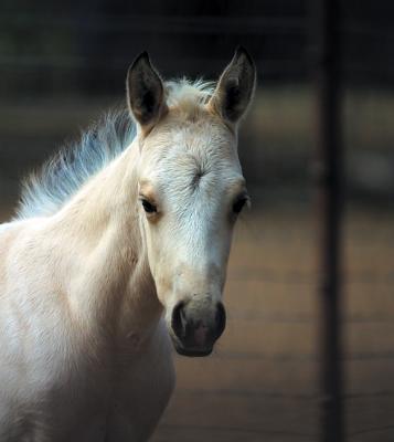 h_horses