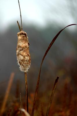 Cattail