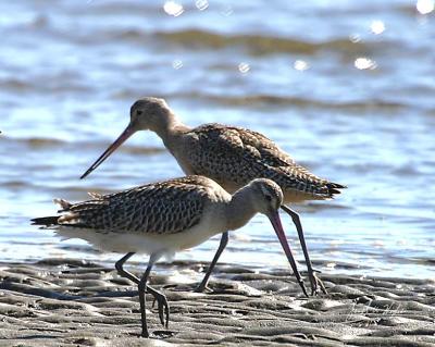 Bar-tailed and Marbled Godwit