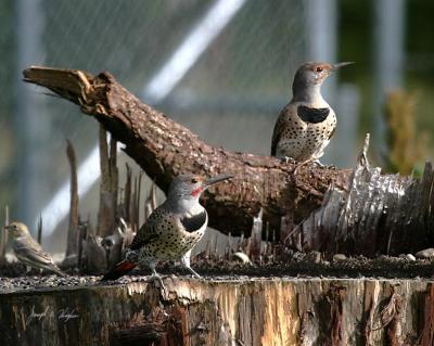 Red-shafted Flickers (and friend)