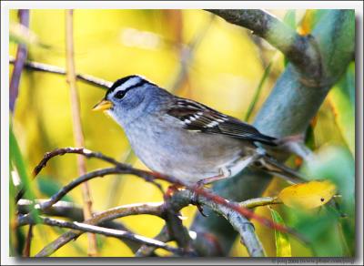 White-Crowned Sparrows