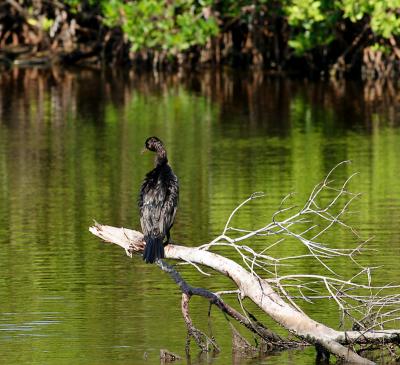 cormorant. after the bath