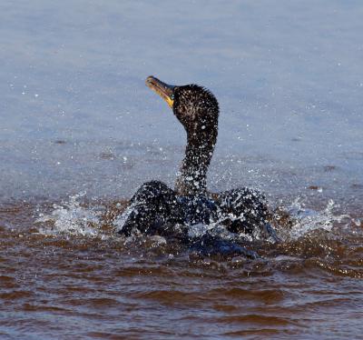 cormorant. bathing