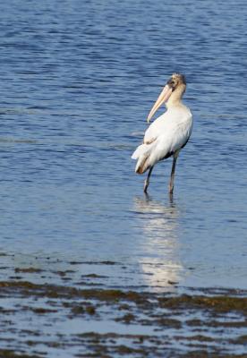 u49/jypsee/medium/35634108.oldwoodstork.jpg