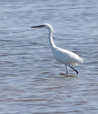 reddish egret white morph. closer view