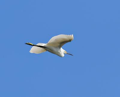 snowy egret. in flight
