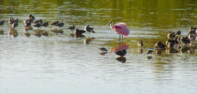 roseate spoonbill. and companions