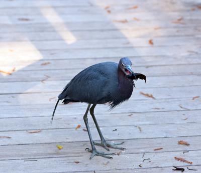 little blue heron. with crayfish number 3