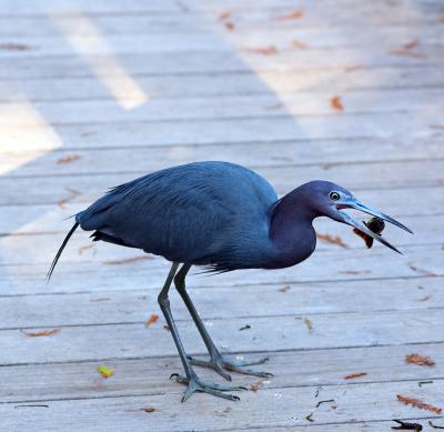 little blue heron. with crayfish number 2