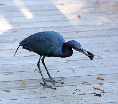 little blue heron. with crayfish