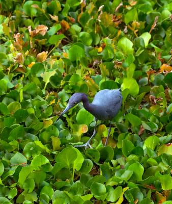 little blue heron. walking on the lettuce lake
