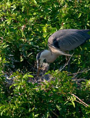great blue heron. with chicks