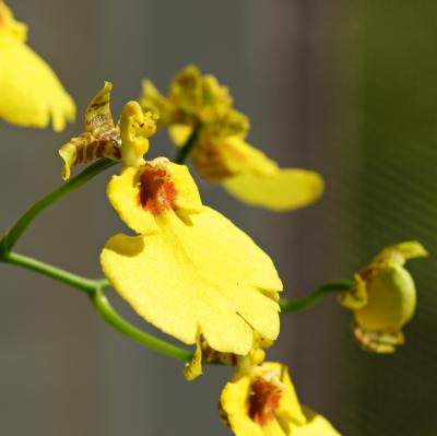 oncidium orchid. oblique view