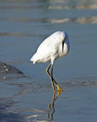 snowy egret.glare