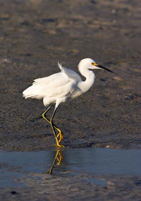 snowy egret. walking on the beach