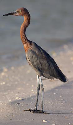 reddish egret. in the evening light