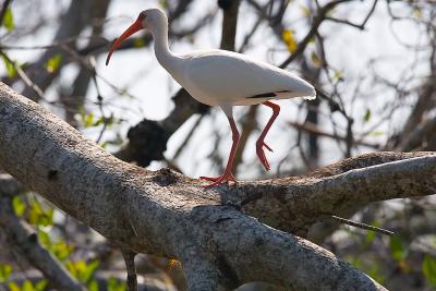 ibis. walking along a limb