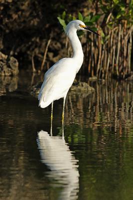 snowy egret. reflected