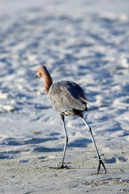 reddish egret. walking away