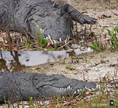 american crocodile. two views