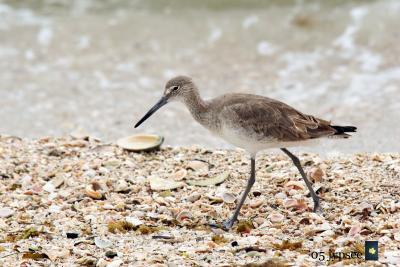 willet in shells number two