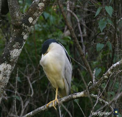 sleeping black crowned night heron