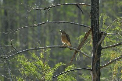 red shouldered hawk at a distance
