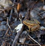 northern leopard frog